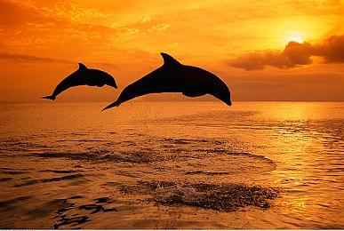 万代：《艾尔登法环》PS4版无法升级至PS5问题正在调查中